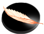 Bouton contact
